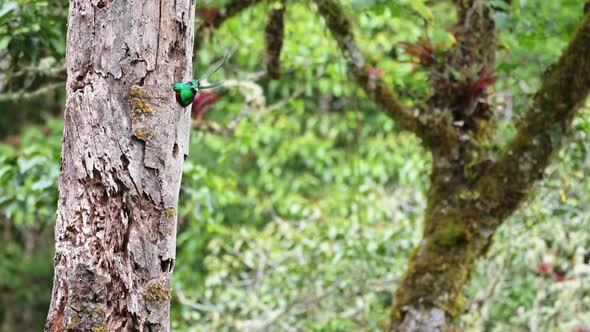 Costa Rica Resplendent Quetzal (pharomachrus mocinno) Flying in Flight, Leaving its Birds Nest Hole alt