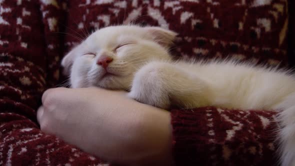 White Kitten Sleeping on Woman's Hands in Red Sweater alt