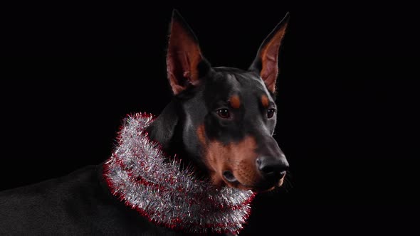 Portrait Graceful Doberman Pinscher New Year's Tinsel Around His Neck Studio Black Background alt