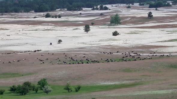 Desert in spring distant view on goat pasture