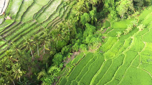 Looking down onto a rice terrace field