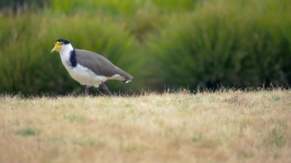 Masked Plover Walking On The Grass, CLOSE UP alt