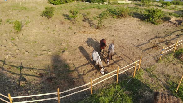 Aerial View of Horses Grazing in a Paddock on the River Bank.