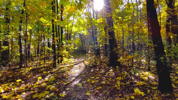 Sunny autumn forest. Bright yellow leaves fall to the ground