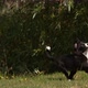 Border Collie Dog, Young Male Running on Grass, Normandy, Slow Motiion 4K - VideoHive Item for Sale