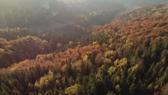 Epic aerial view of mixed spruce and deciduous green and orange autumn forest.