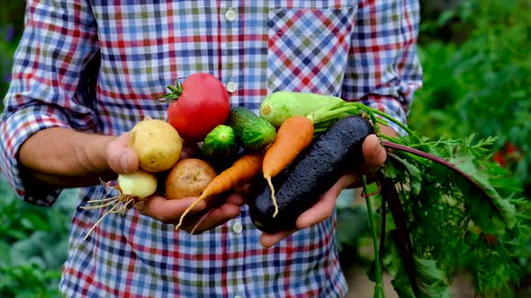 Vegetables in the Hands of a Man in the Garden alt