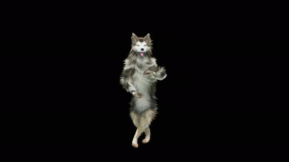 Dog Dance 4K alt