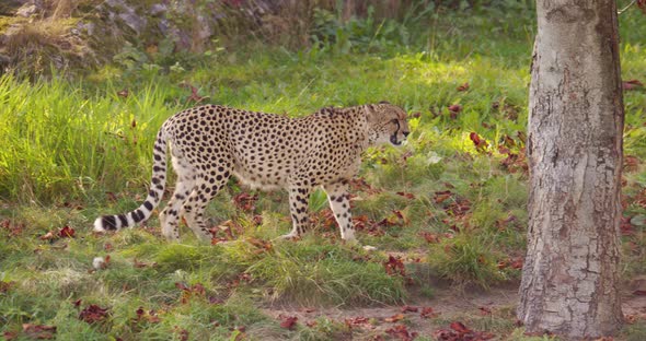 Adult Cheetah Walking on the Grass in the Shadow