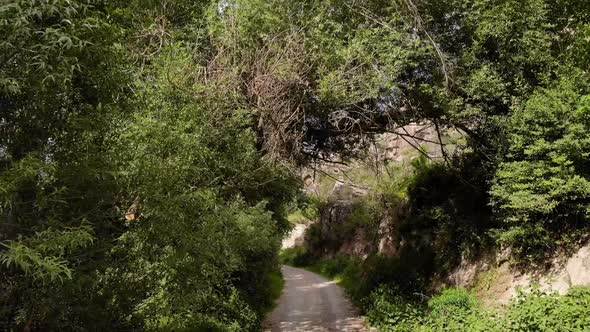 Forest and Mounts alt