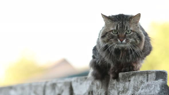 striped country cat sitting on the fence and looking in camera. High quality 4k footage.