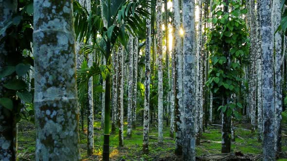 Rows of Areca nut trees and banana trees in the distance. Sunset light on a plantation in India. Nut alt