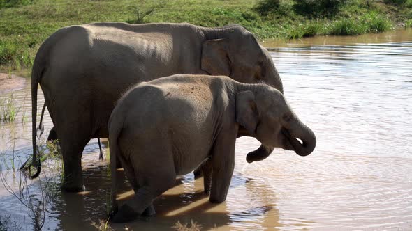 Asian Elephants Drinking From River in Yala National Park