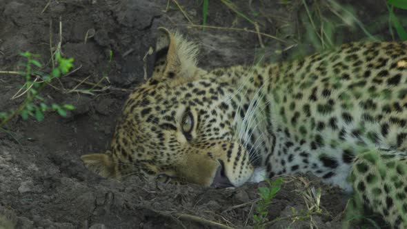 Close up of a lazy leopard alt