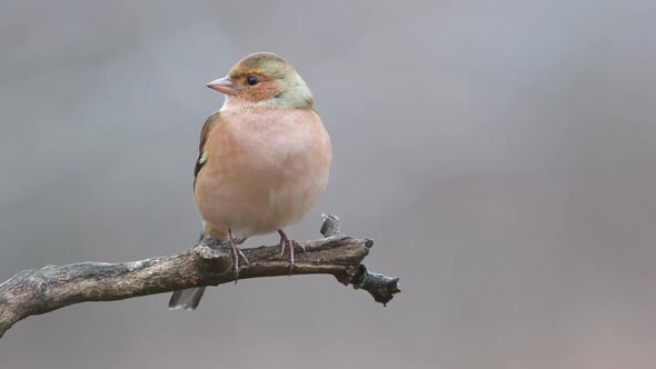 Common Chaffinch (Fringilla coelebs) sitting on a branch alt