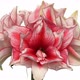 Rotating amaryllis Joker flower two, seamless loop - VideoHive Item for Sale