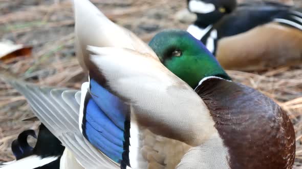 Colourful Mallard Dabbling Duck in Natural Habitat. Waterflow Multi Colored Bird in Wild Nature