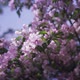 Spring Pink Blossoming - VideoHive Item for Sale