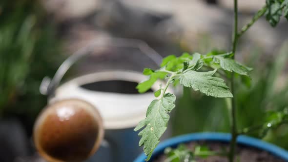 Close up on the green leaves of a a tomato plant and a watering can in an organic vegetable garden. alt
