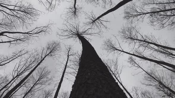 Horror trees