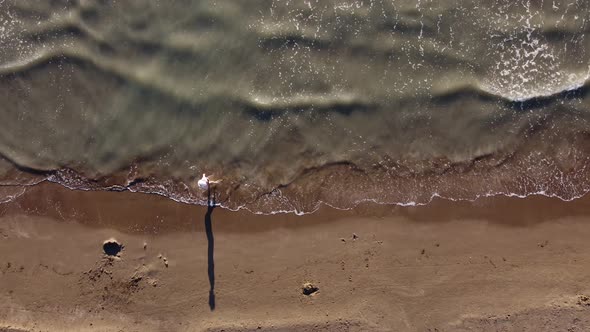 Soft Wave of the Sea on the Sandy Beach alt