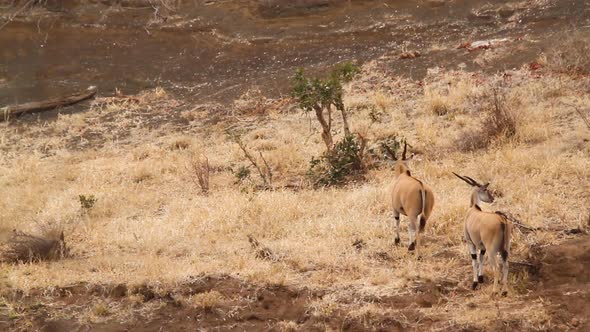Common eland in Kruger National park, South Africa alt