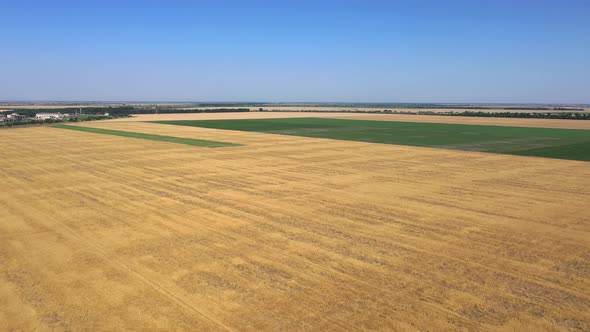 Wheat field from a bird's eye view.