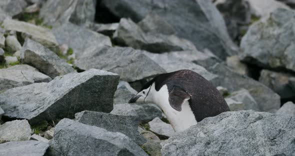 SLO MO MS Chinstrap Penguin (Pygoscelis antarcticus) walking on rocks at Half Moon Island / Antarcti