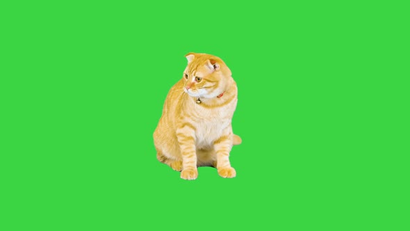 Scottish Cat Sitting and Looking Around on a Green Screen Chroma Key