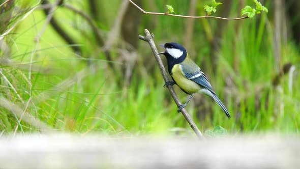 Great Tit