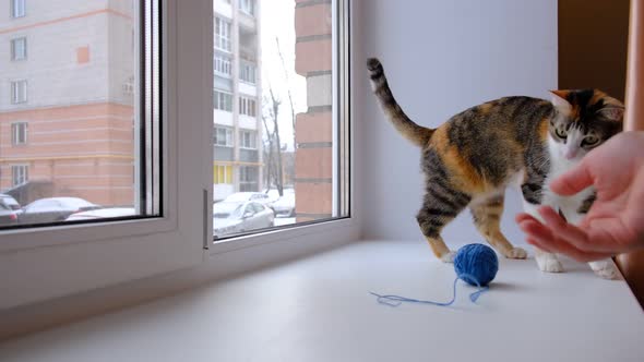 Funny Cat Playing with a Ball of Thread on the Windowsill