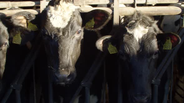 Cows in a farm. Dairy cows alt