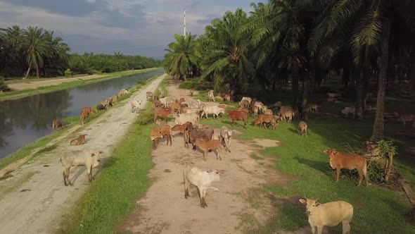 Aerial group of cows stay near the oil palm alt