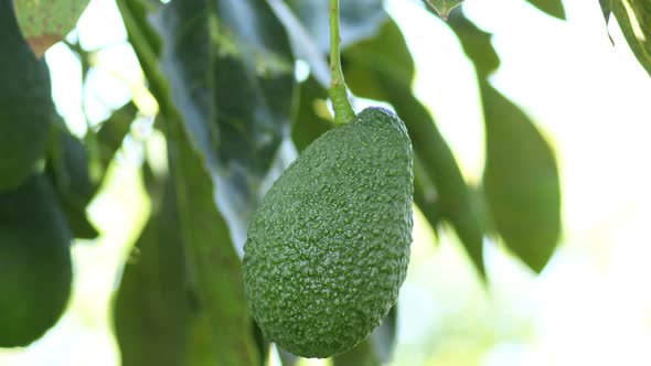 Harvesting a Natural Hass Avocado alt
