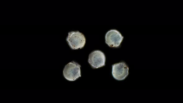 Collembola insect eggs under the microscope, Order Poduromorpha, family Onychiuridae alt