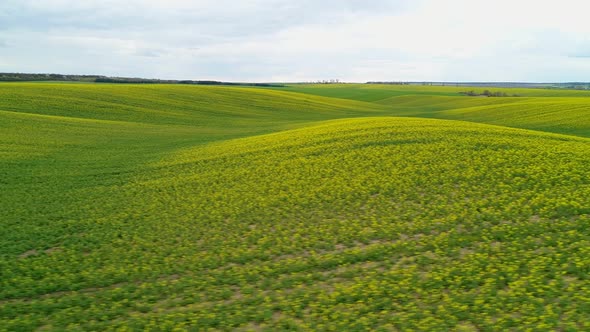 Flight Along a Flowering Rapeseed Field