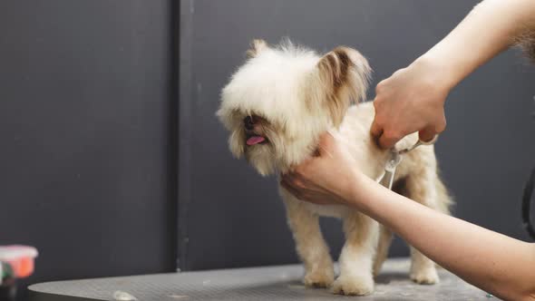 Haircut of a Little Funny Dog alt