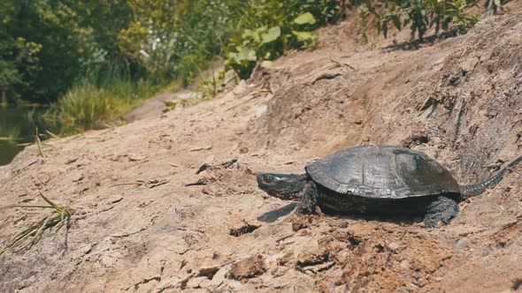 River Turtle Crawling Along the Sandy Beach Into the River, Stock Footage