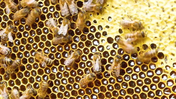 Bees Crawl on a Wax Frame with Shiny Honey in a Hive in an Apiary