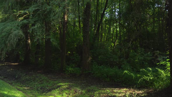 Beautiful Forest Lush Green Trees in the Sunlight in Heviz Hungary   Wide Shot Pan alt
