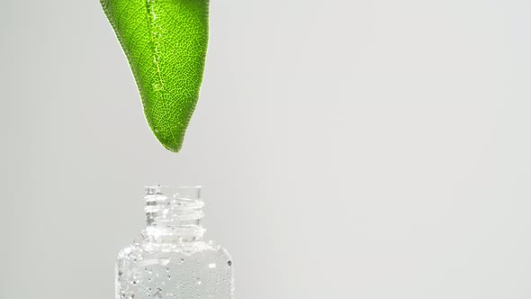 Dripping Leaf Juice Into Bottle Closeup Plant Oil alt