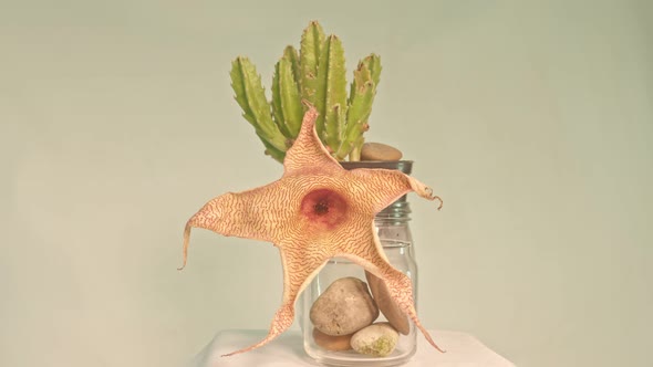 Big Flower Of Stapelia Gigantea Cactus Flower Is Withering. alt