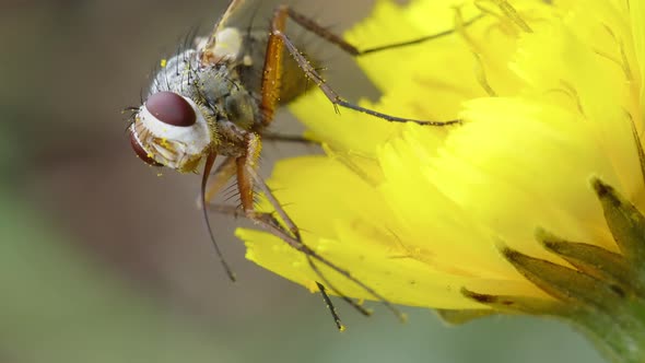 Fly On A Flower Cleans Its Legs alt