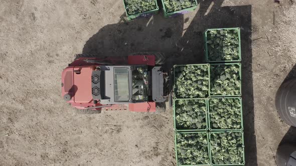 Red forklift transporting a pallet of fresh picked Broccoli. alt