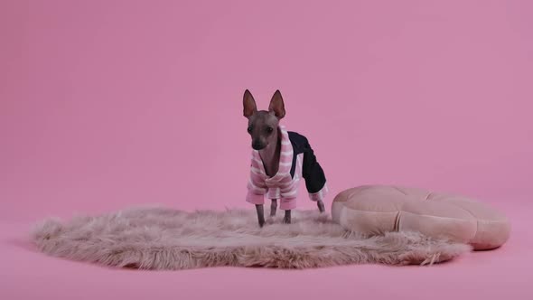 Xoloitzcuintle Stands Full Length on a Creamcolored Fur Blanket Next To the Animal's Pillow alt