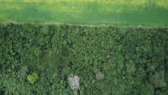 Drone image show line between preserved Amazon rainforest and soybean fields. alt
