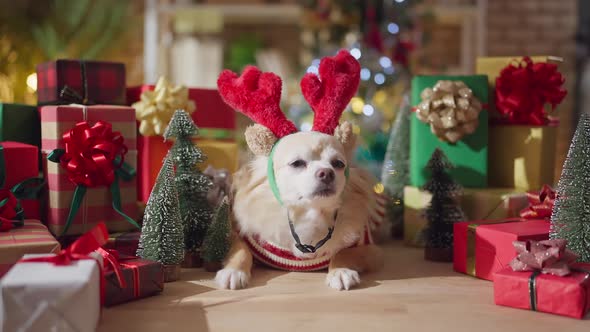 cute chihuahua dog  smile and joyful with christmas tree decorating