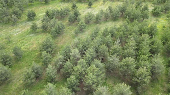 aerial trees nature alt