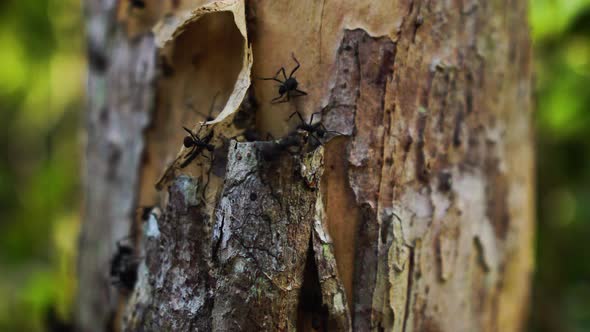 Ant family behind the peel of a tree. Observation of nature and creatures concept. Forest ants runni alt