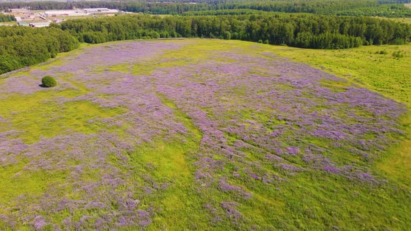 A Fabulous Field with Beautiful Purple Flowers Bird'seye View alt